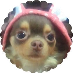 みぃやさんちのみぃやちゃん