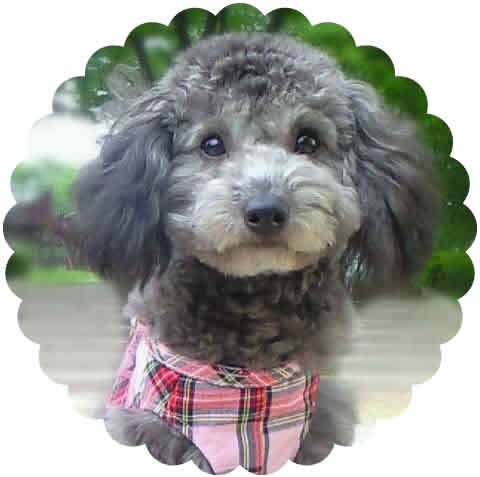 ふぃがろさんちのさくらちゃん