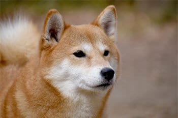 好きな犬種ランキング18発表 アイリスプラザ メディア