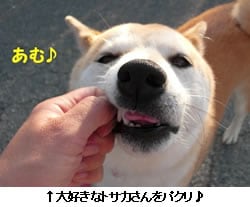 DȃgTJpN
