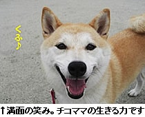 ʂ̏΂݁B`R}}̐͂łI