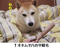 IlŔ̎