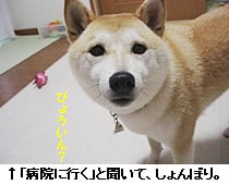 ua@ɍsvƕāAڂB