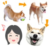 今回の柴犬のチコ。