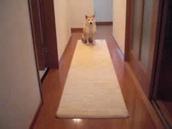 䂪Ƃɂ͂悭A΁[񂪗Vтɗ܂B