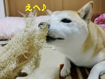 �`�R�ɂނ����A���W�����W���̃w�`�}����