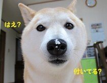 @ɕtAƂڂ