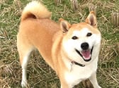 チコ