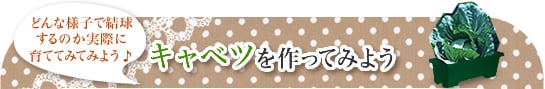 キャベツを作ってみよう