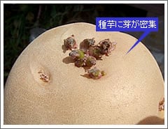 第５回 良い種芋 悪い種芋の見分け方 アイリスプラザ メディア