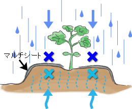 第６回 マルチングは効果がたくさん アイリスプラザ メディア