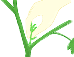 摜