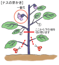 第８回 トマトとナスの芽かきをする枝はコレ アイリスプラザ メディア