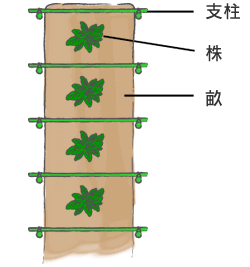 摜