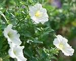 木原先生の「おいしい寄せ植え講座」