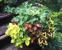木原先生の「おいしい寄せ植え講座」