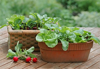 木原先生の「おいしい寄せ植え講座」