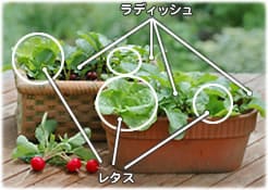 木原先生の「おいしい寄せ植え講座」