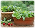 木原先生の「おいしい寄せ植え講座」
