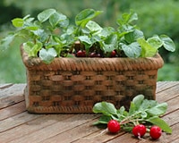 木原先生の「おいしい寄せ植え講座」