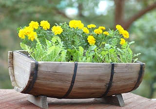 木原先生の「おいしい寄せ植え講座」
