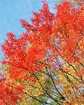 木原先生の「おいしい寄せ植え講座」
