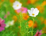 木原先生の「おいしい寄せ植え講座」