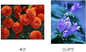 木原先生の「おいしい寄せ植え講座」