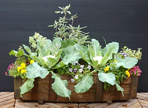 木原先生の「おいしい寄せ植え講座」