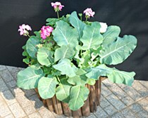 カリフラワーとゼラニウムの寄せ植え