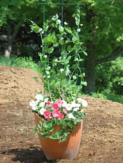 木原先生の「おいしい寄せ植え講座」