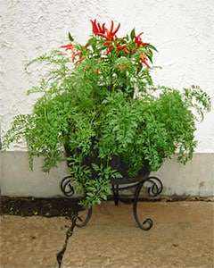 木原先生の「おいしい寄せ植え講座」