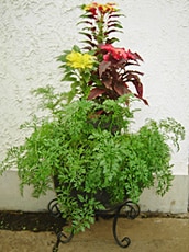 ミニニンジンを使った寄せ植え