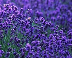 木原先生の「おいしい寄せ植え講座」