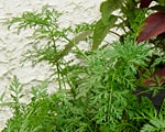 木原先生の「おいしい寄せ植え講座」