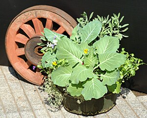 木原先生の「おいしい寄せ植え講座」