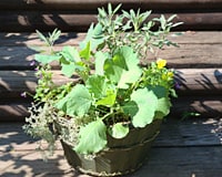 木原先生の「おいしい寄せ植え講座」