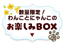 にゃんにゃんにゃんキャンペーン アイリスプラザ アイリスオーヤマ公式通販サイト