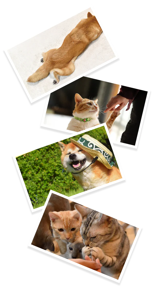 ペットの画像