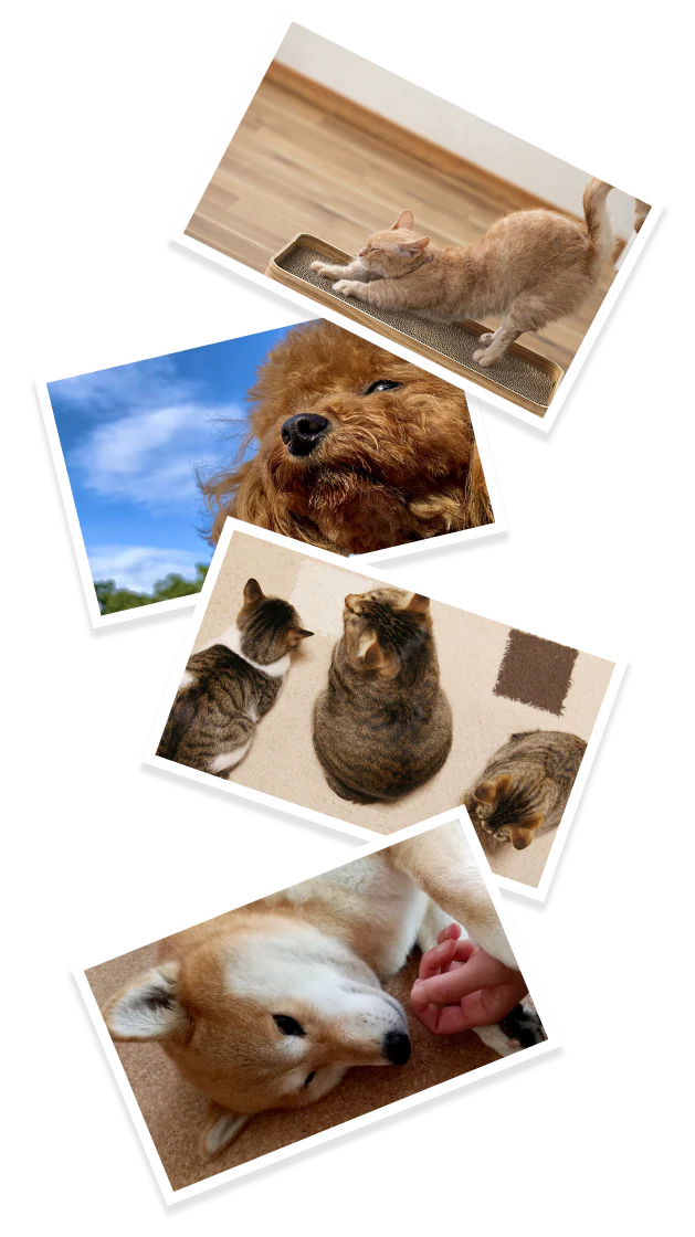 ペットの画像