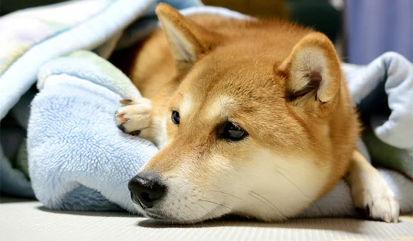 毛布にくるまる犬