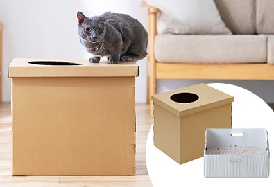 �ォ��i�{�[�� �L�g�C��