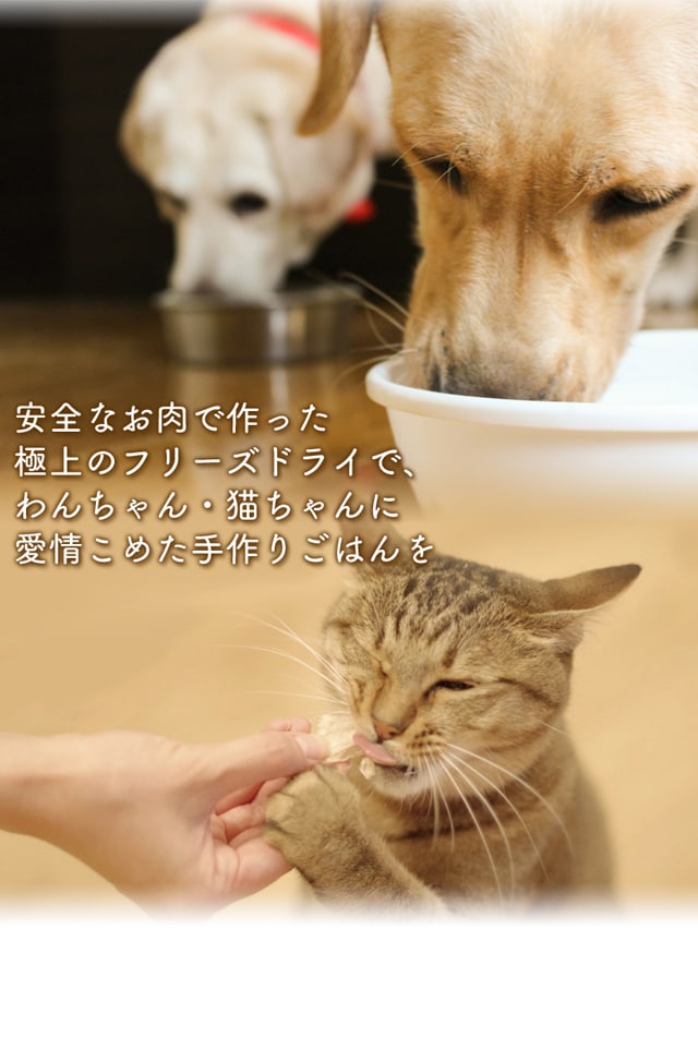 むね肉フリーズドライ ダイスカット 猫 165g【プラザセレクト 