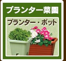 秋の家庭菜園特集 アイリスプラザ アイリスオーヤマ公式通販サイト 秋の家庭菜園特集 アイリスプラザ アイリスオーヤマ公式通販サイト
