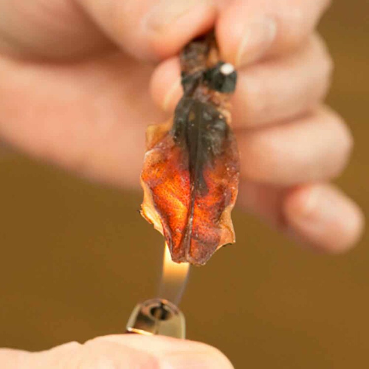 【3個】Tokka ほたるいか素干し 無添加 70g 【時間指定不可】【代引不可】【同梱不可】【プラザセレクト】