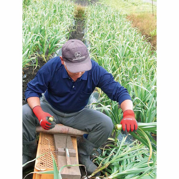 【倉庫登録】青森県産黒にんにく熟成 【時間指定不可】【代引不可】【同梱不可】【プラザセレクト】
