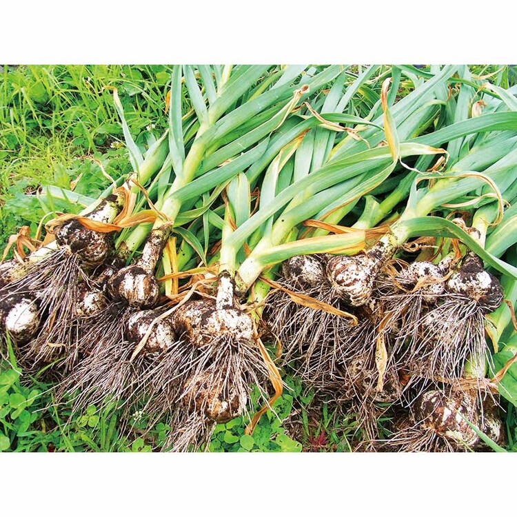 【倉庫登録】青森県産黒にんにく熟成 【時間指定不可】【代引不可】【同梱不可】【プラザセレクト】