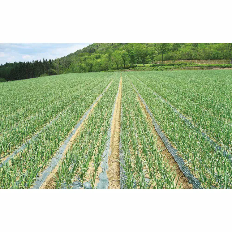 【倉庫登録】青森県産黒にんにく熟成 【時間指定不可】【代引不可】【同梱不可】【プラザセレクト】