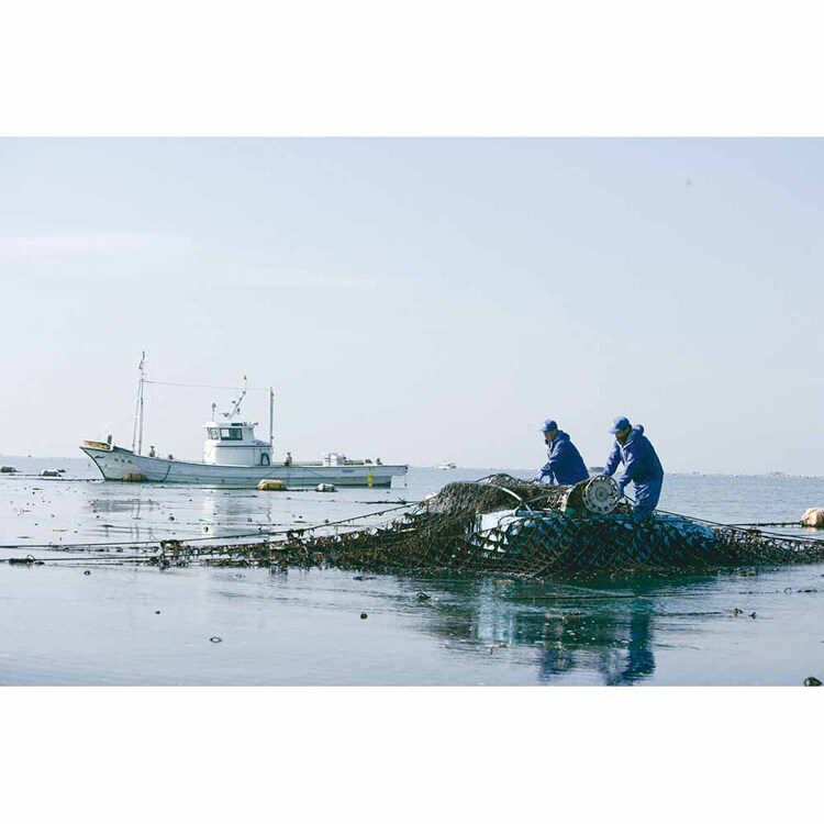 【3個セット】鍵庄 明石の風 味のり 8切48枚 【プラザセレクト】