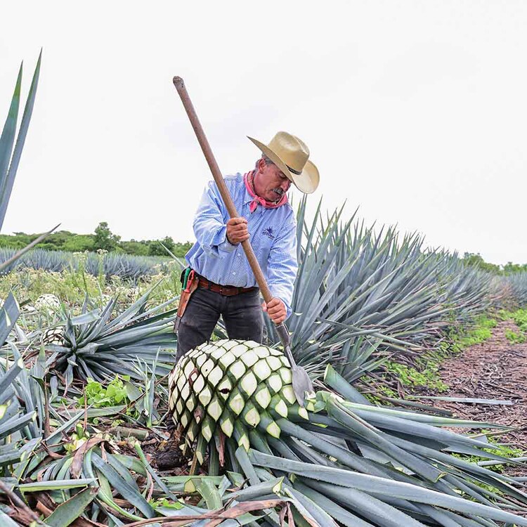 ALMATERRA 有機アガベシロップ 330g GOLD 【プラザセレクト】